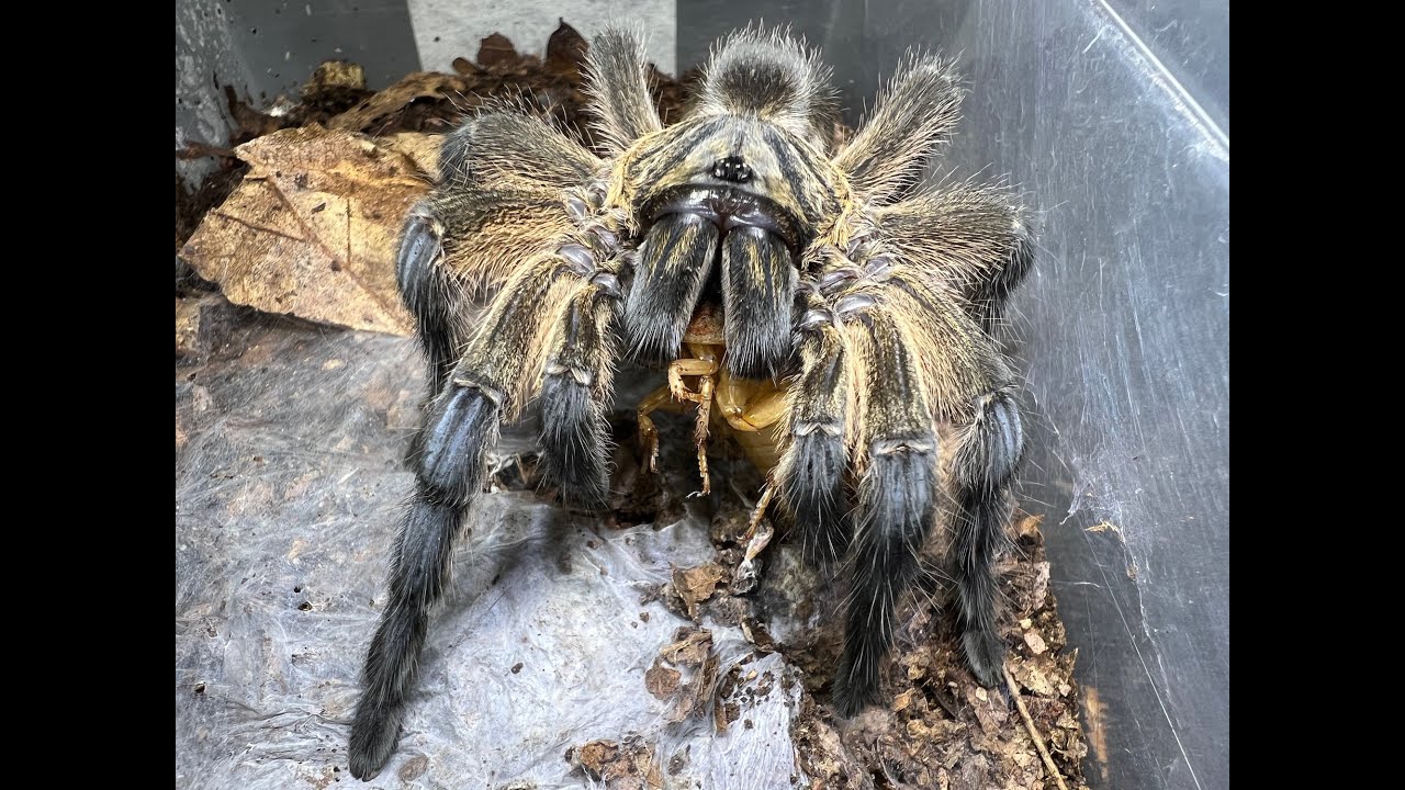 Your First Old World Spider