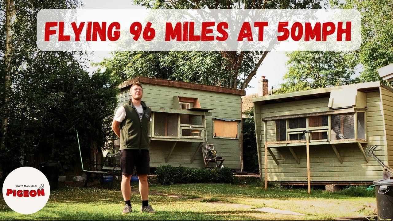 (Ep.103) 50mph Racing Pigeons