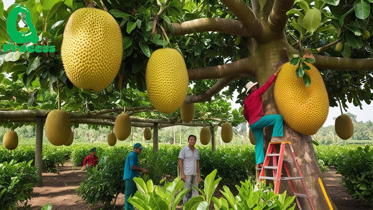 Thailand’s Amazing Jackfruit Harvest | From Farm to Street Food Delights