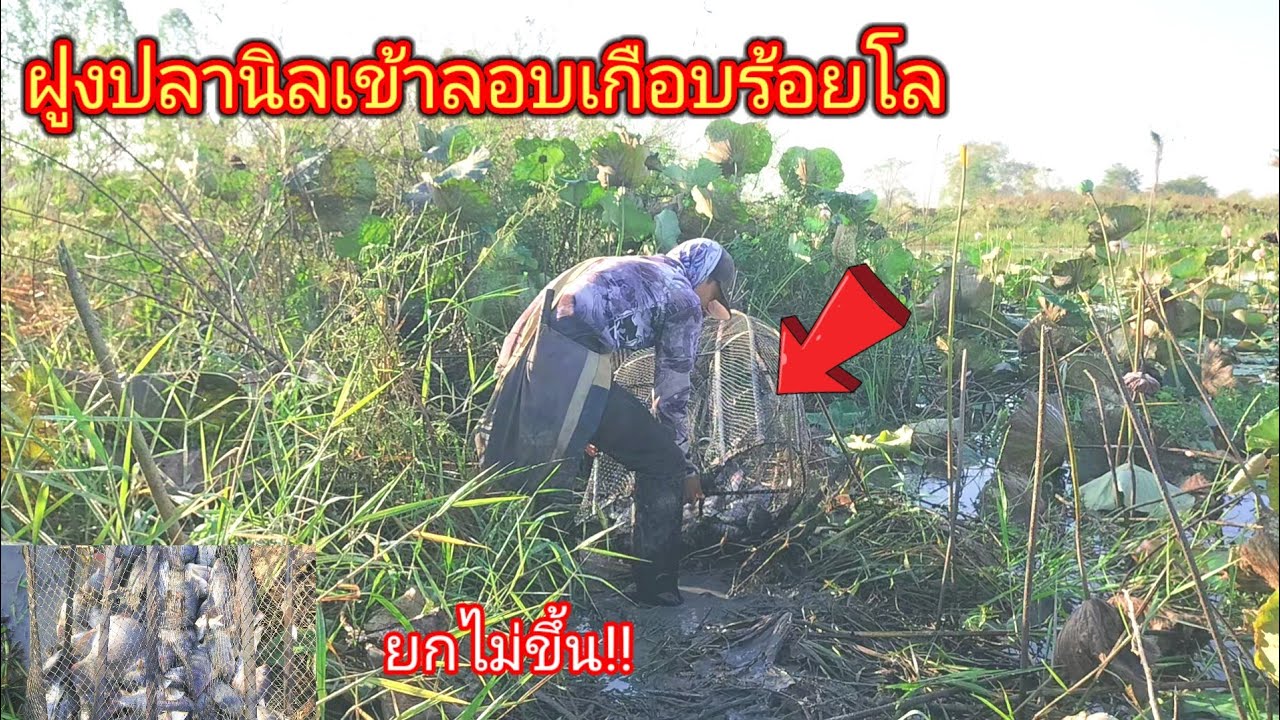 2วันเกือบ100โล!!ดักลอบปลานิลกลางบึงบัวเข้าจนยกลอบไม่ขึ้นจับปลาออกกันยาวๆ