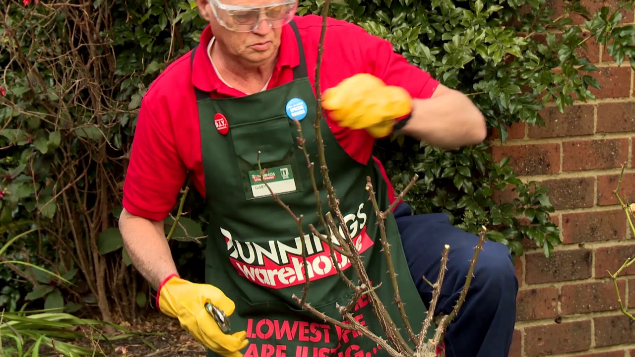 How To Prune Roses - D.I.Y. At Bunnings