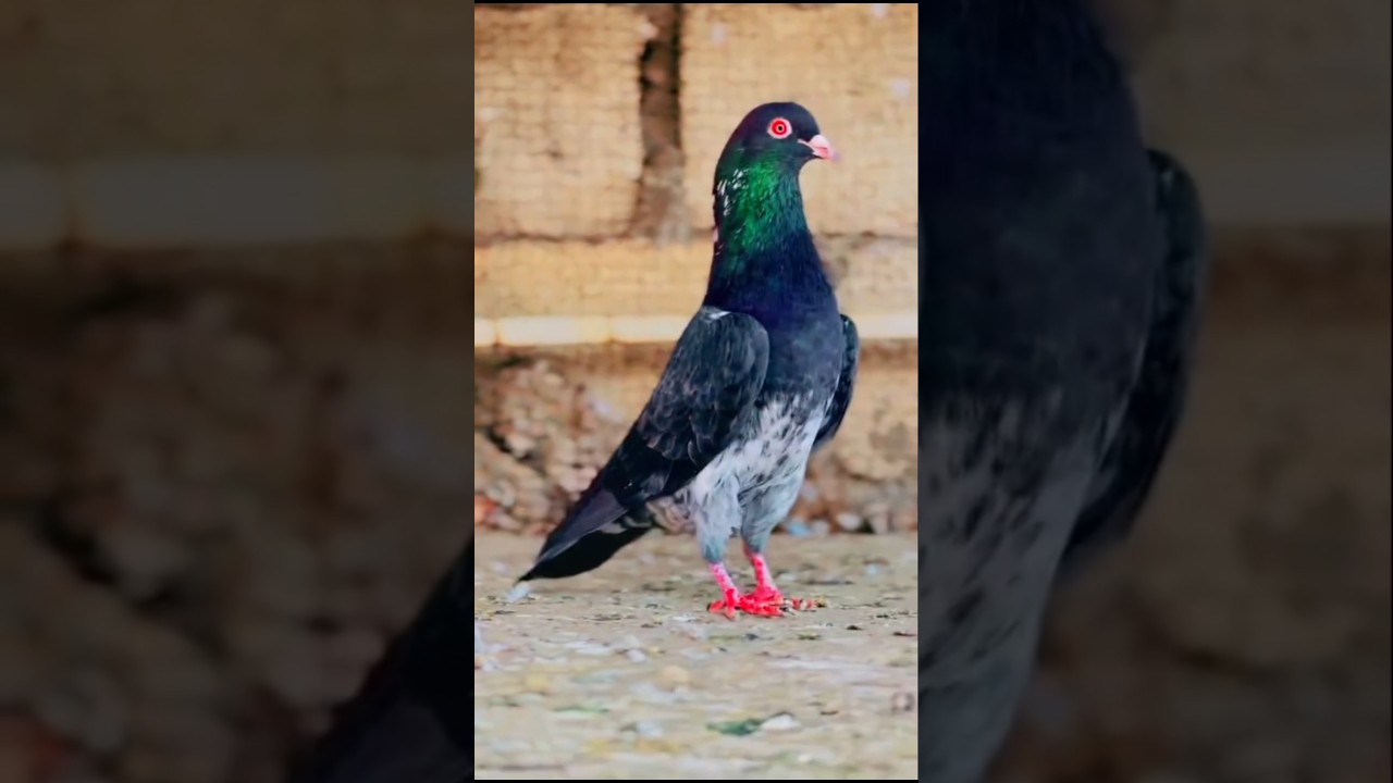 Oman walay Dab wala kabootar 🕊️😈//kabootar bazi video #pigeon #shortvideo #kabutarbazi