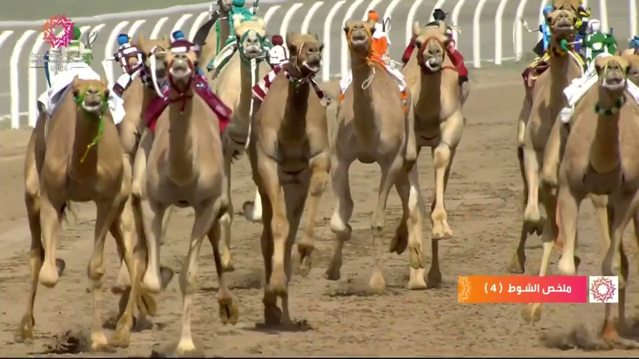 الشوط 4 كأس حقايق قعدان عام مساء يوم الثلاثاء 3-9-2024 من #مهرجان_ولي_العهد_للهجن