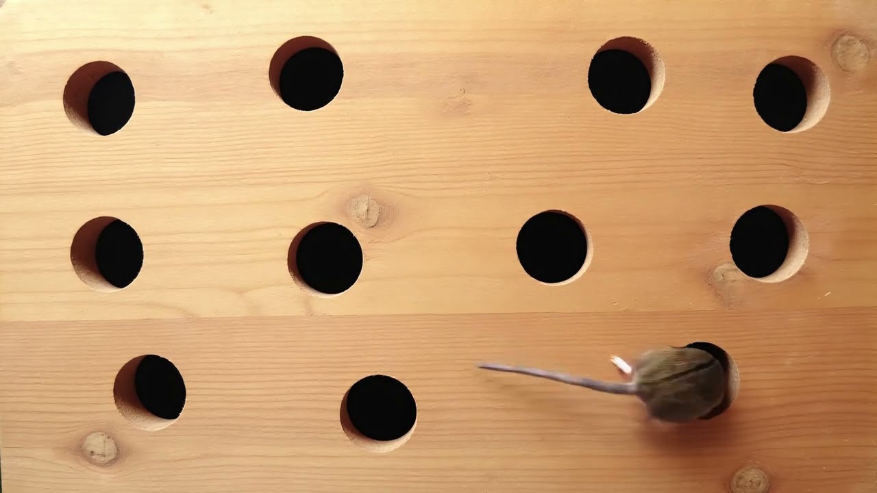 6-Hour Cat Hunting Game | Realistic Mouse Pops In and Out of Wooden Holes | 