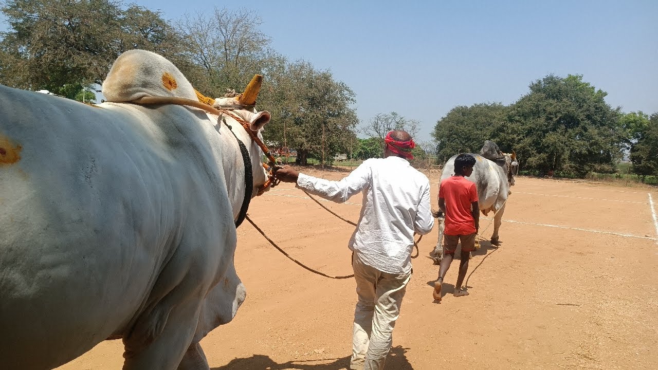 దేవుని పడకల్ సీనియర్ బండలాగుడు పోటీల 1వ జత tcr bulls