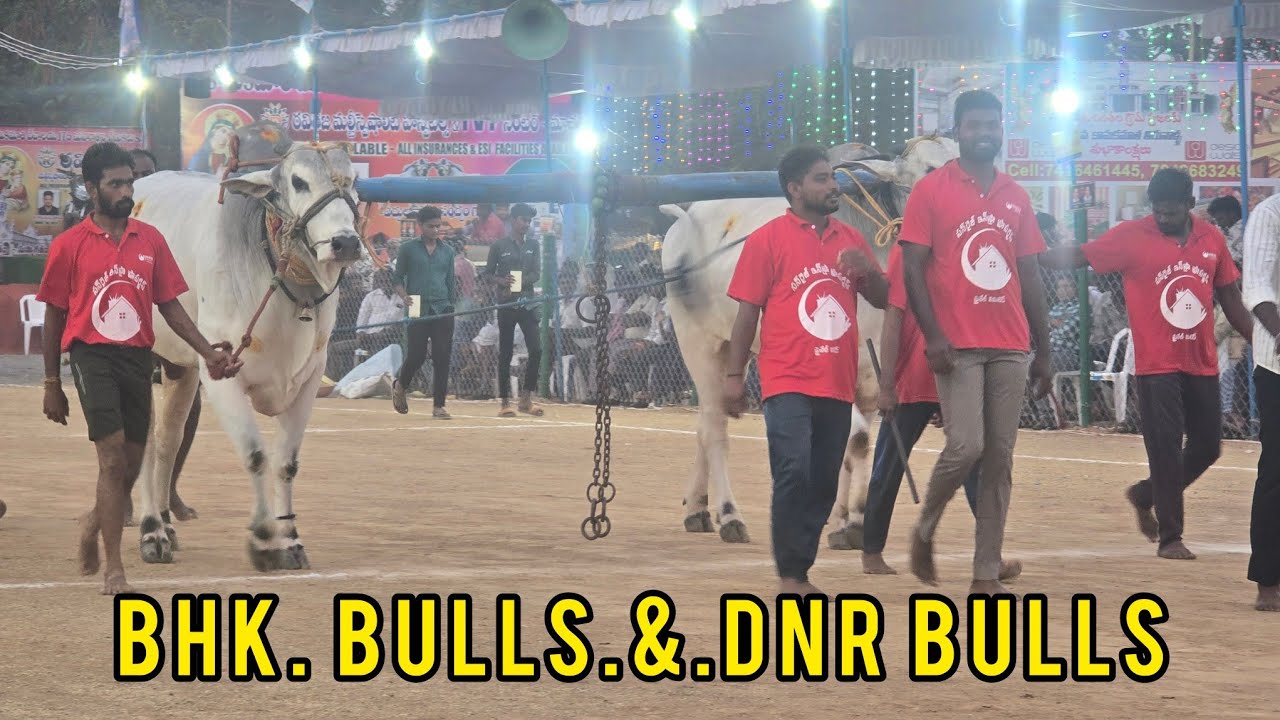 రెంటచింతల ఆరు పళ్ళు 14జత.BHK. Bulls.బచ్చిగారి విజయలక్ష్మి నాయుడు గారు.&.BNR Bulls