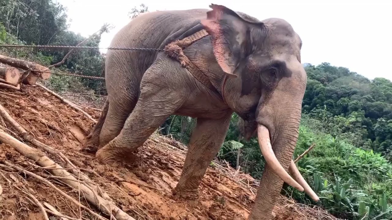 เทคนิคลากและการสไลด์ไม้ลงจากเขา งดดราม่าครับ ด่ามาด่ากลับนะครับ ไม่โกง วิถีชีวิตช้างภาคใต้ EP 299