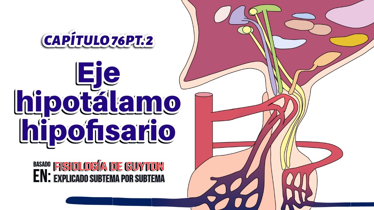 CAP 76 (2): Eje hipotálamo hipofisario