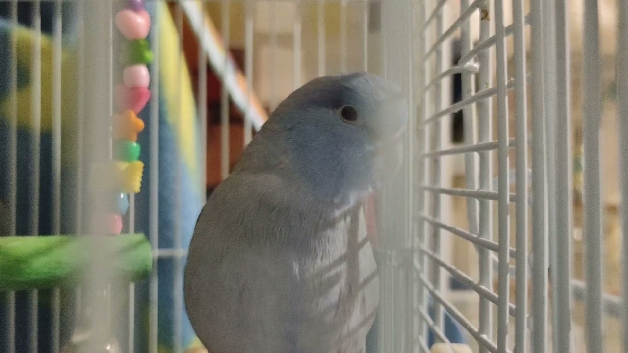 太平洋鸚鵡 小嗶的自言自語  | Parrotlet talking | マメルリハのびーちゃん お喋り