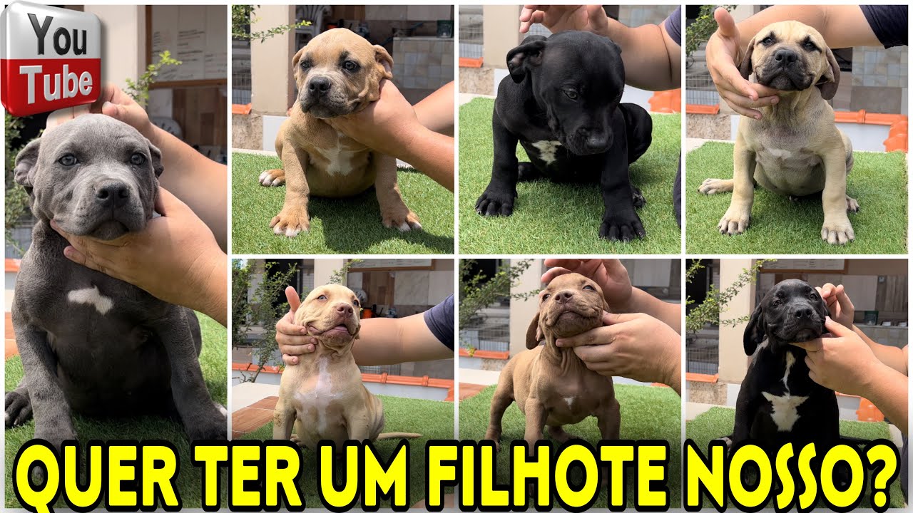 🔥QUER TER UM FILHOTE DE PIT MONSTER DO MAIOR CANIL DO BRASIL?