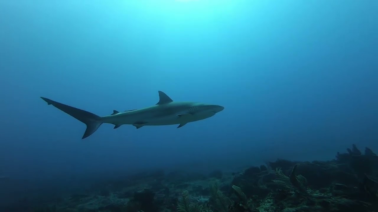 Tiburones punta negra en Punta Cana