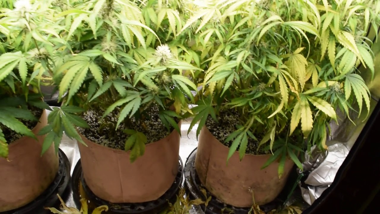 db003 VIVIDGRO GrowMax 240w 4k led super soil (second grow) video grow update #4