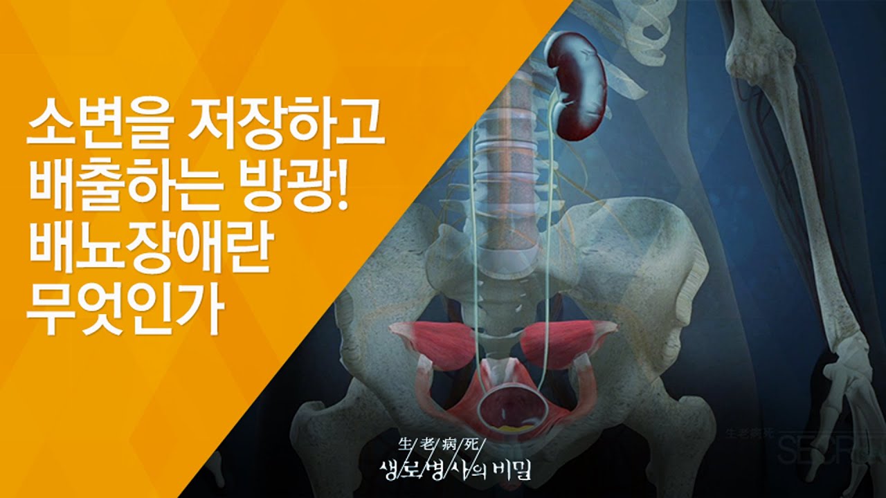 소변을 저장하고 배출하는 방광! 배뇨장애란 무엇인가 - (20150401_540회 방송)_쉬쉬하지 말자, 방광 질환