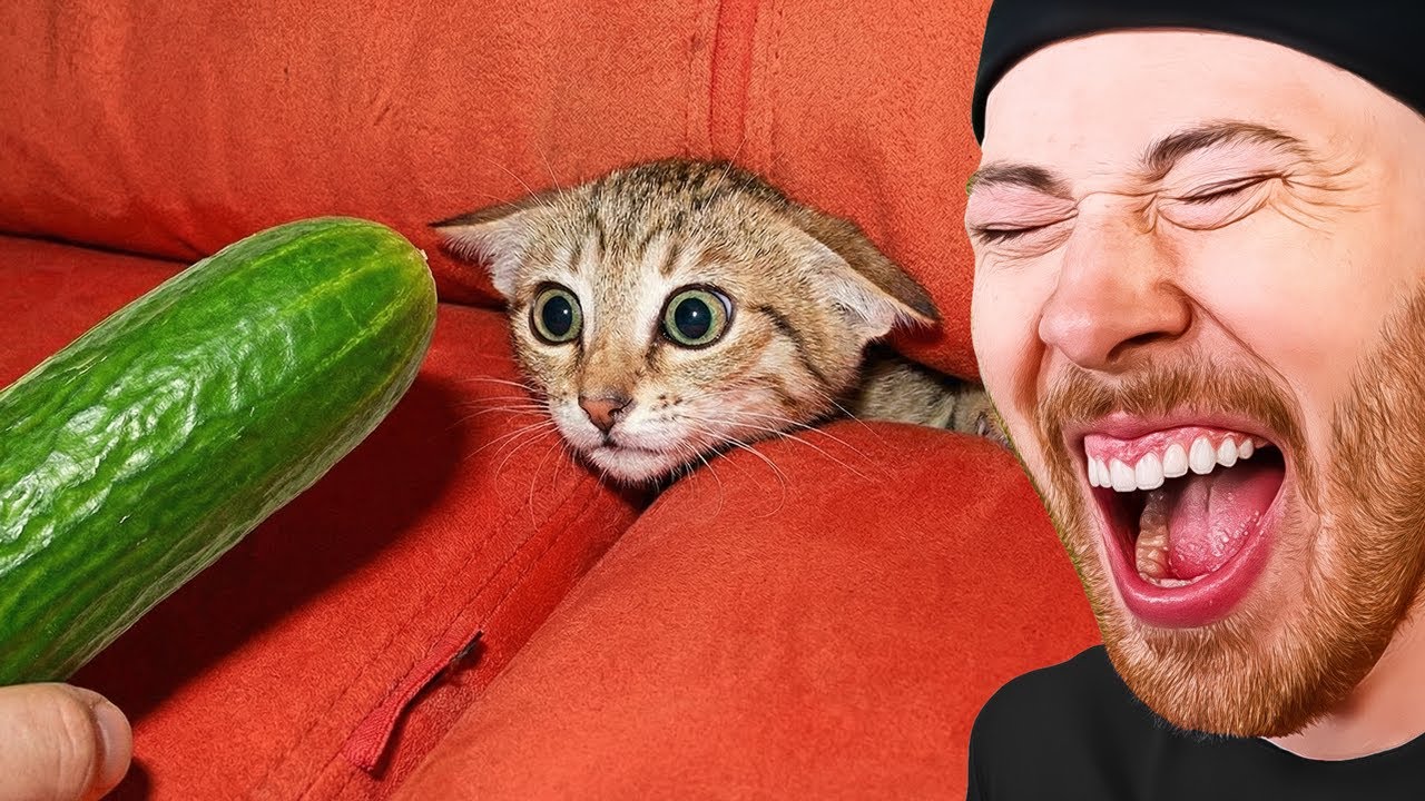 You Laugh you LOSE **ANIMALS**
