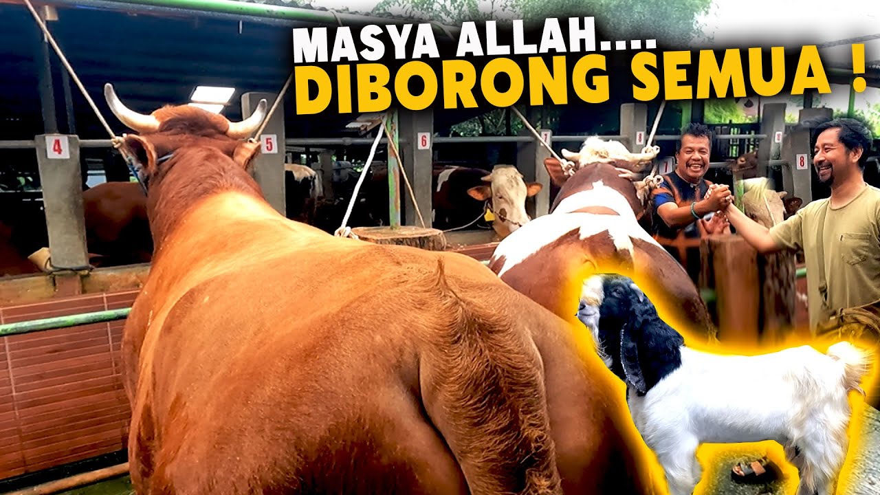 Abangnya Gak Mau Kalah Langsung Borong Sapi Jumbo dan Kambing Jumbu Untuk Qurban Berkah Mandiri Farm