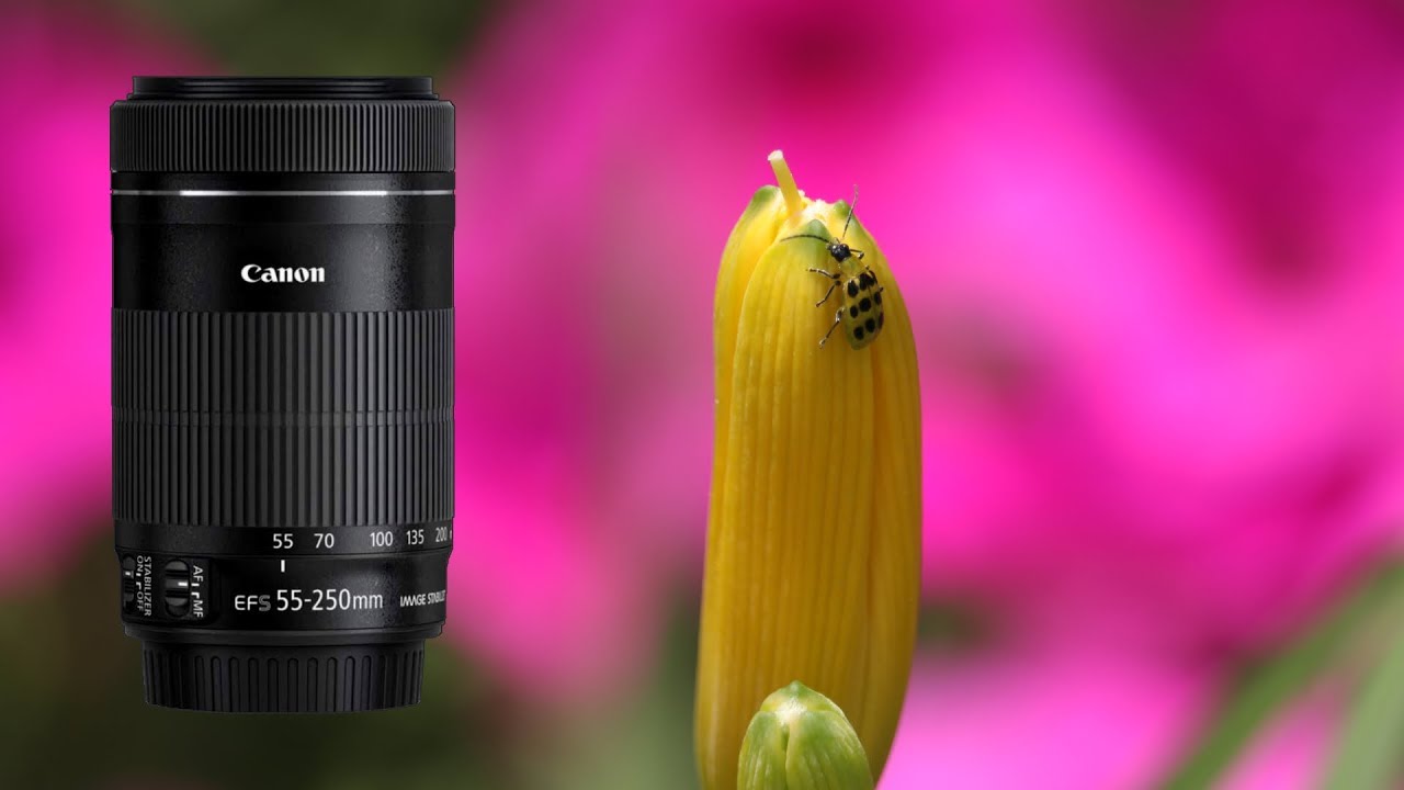 Canon EF-S 55-250mm IS STM Shots