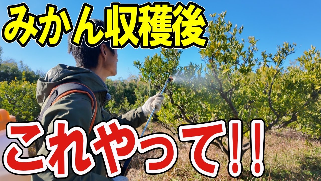 【みかん 収穫後 作業】弱ってしまったみかんの木を元気にする方法/自然栽培/道法スタイル