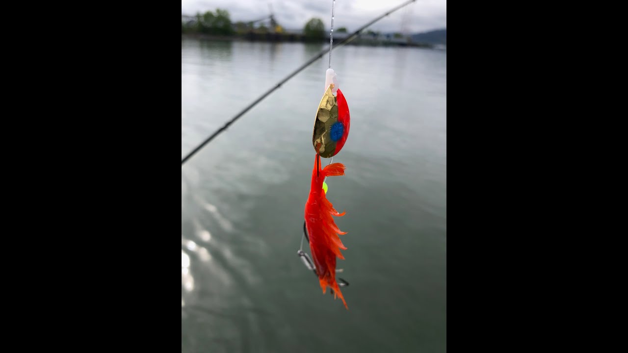 How I tie up a prawn spinner for spring and fall chinook
