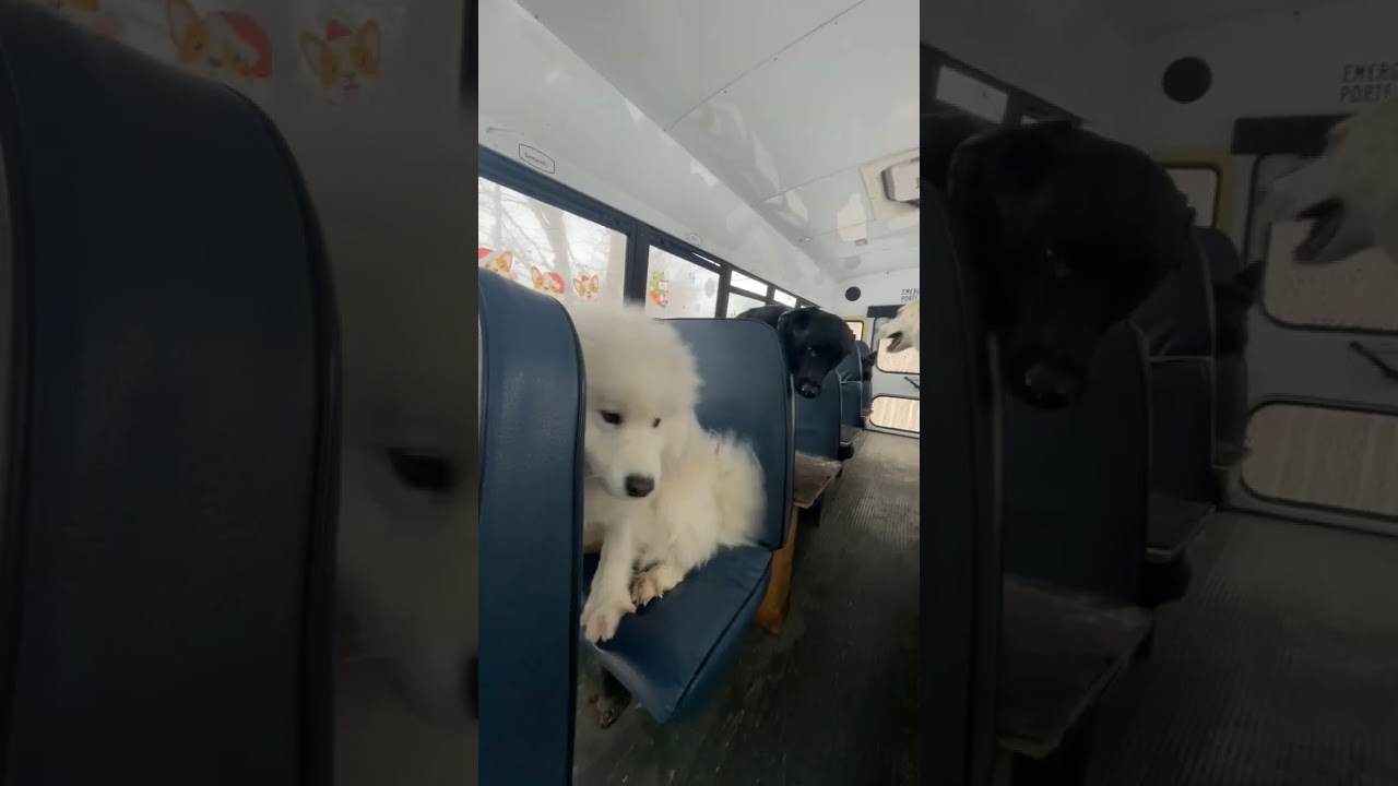MillbrookPetcare Время для собачьего автобуса 🐶🚌 #собаки #миллбрук #канада #поддержиместныхпроизв...