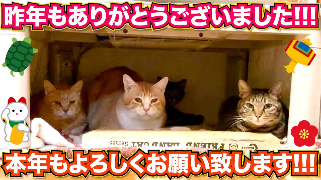【元野良猫】本年も宜しくお願い致します！ #猫 #保護猫 #元野良猫 #cat