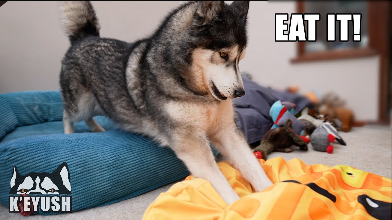 Husky Gets a WAFFLE Beanbag & Tries to Eat it!