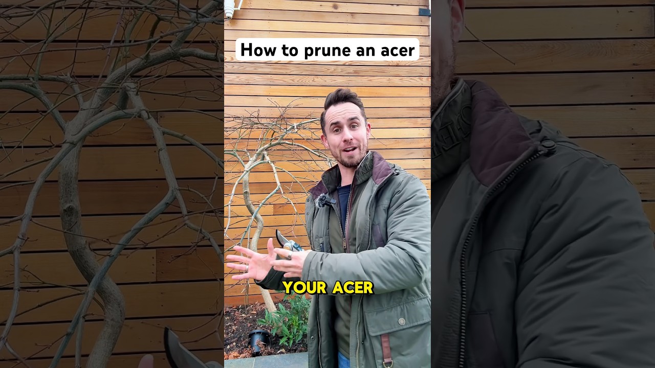 How to prune an acer 