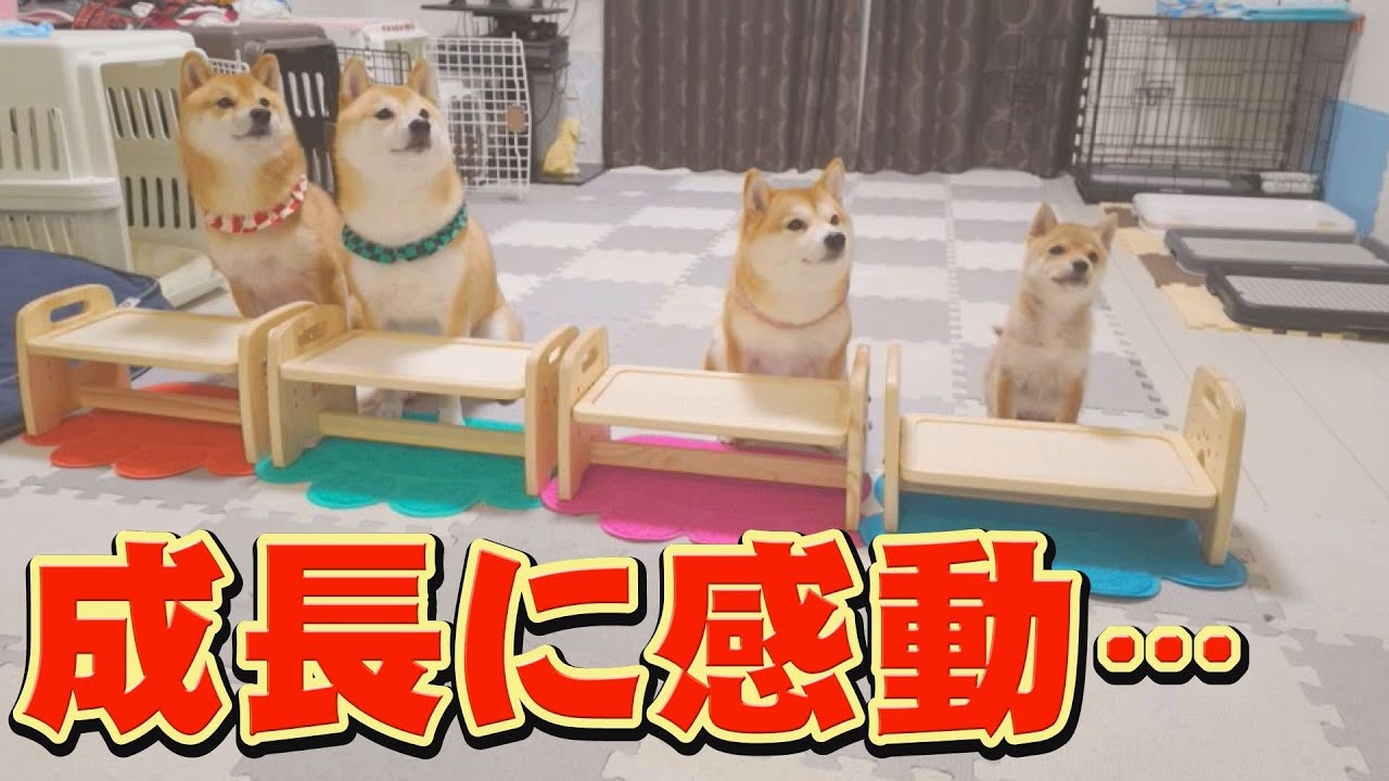 落ち着きのなかった子犬の変化に、驚きました