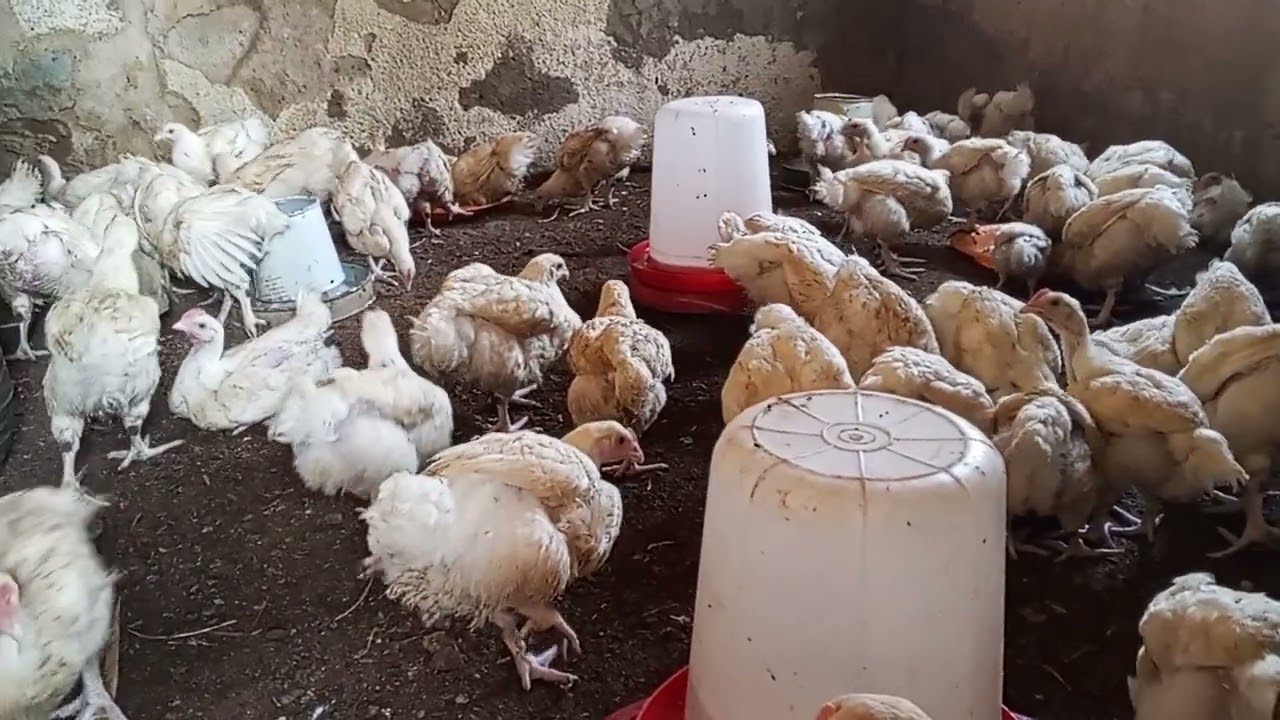 Matured table size broilers ready for market @ejifatv
