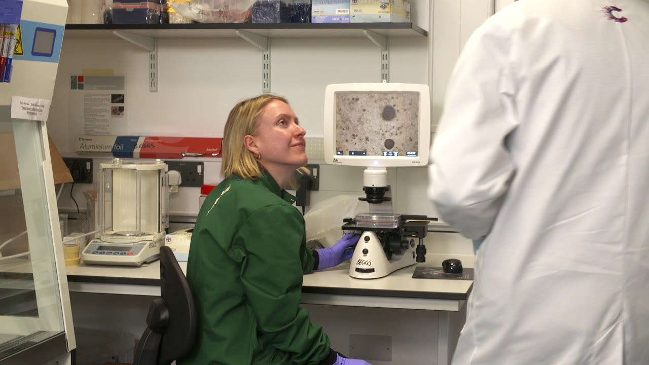 Growing mini tumours to improve cancer treatments