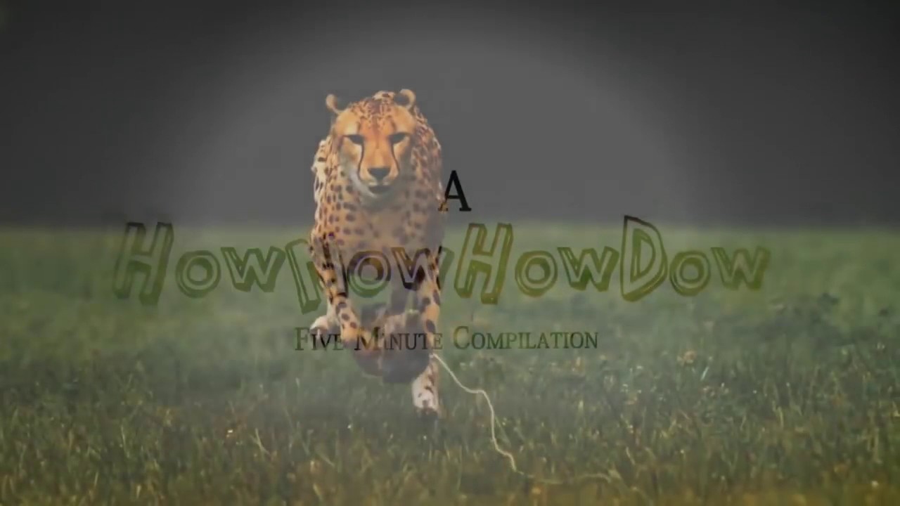 Awesome animals video 750p