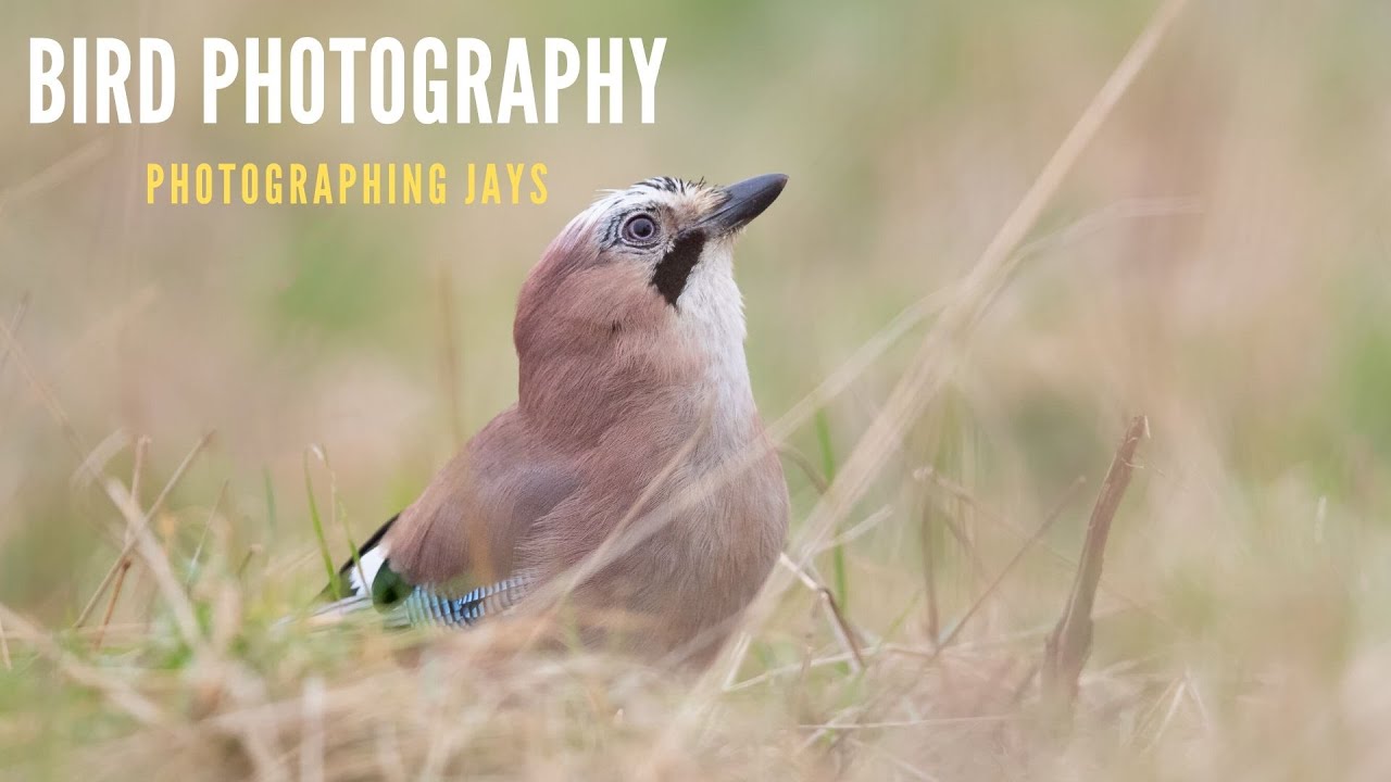BIRD PHOTOGRAPHY | Behind the scenes - photographing JAYS