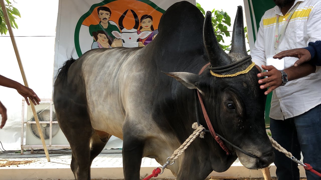 வீட்டுக்கு ஒரு நாட்டு மாடு வியாதிக்குப் பூட்டுப் போடு | காங்கேயம் காளை - கொங்க கோசாலை