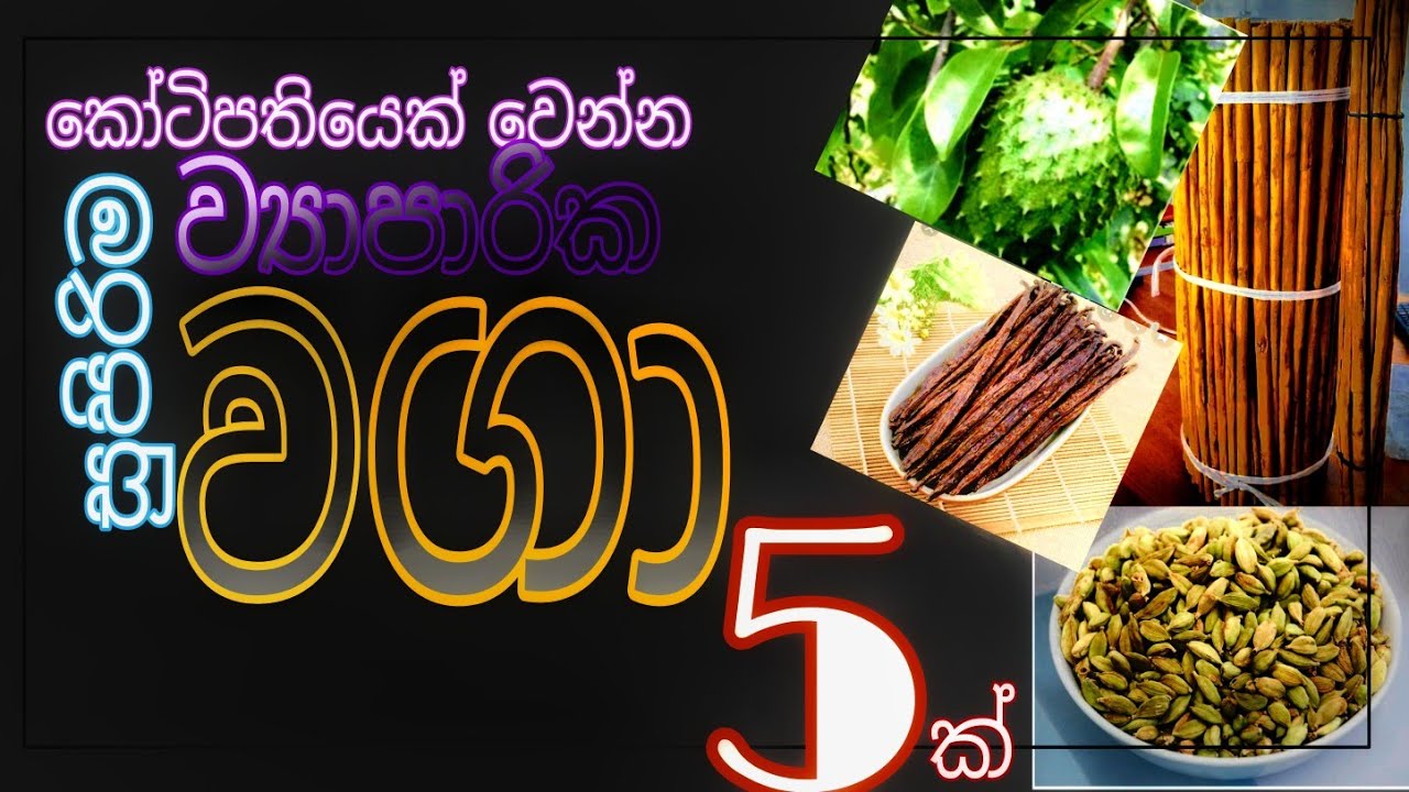 5 Agriculture based businesses ideas in sri lanka | ලංකාවෙ සුපිරිම ආදායම් ලැබෙන ආර්ථික භෝග 05ක්