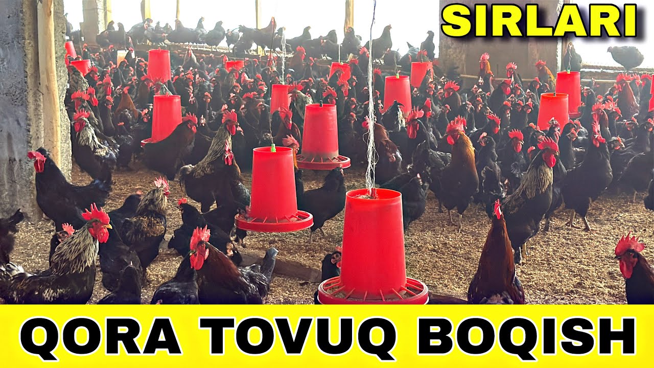 QORA TOVUQ BOQISH SIRLARI VA JOJALARI SOTILADI SHOSHLING 