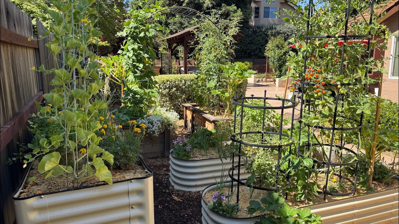 5 Veg Garden Issues #californiagardening #zone9b #vegetables #garden #vego