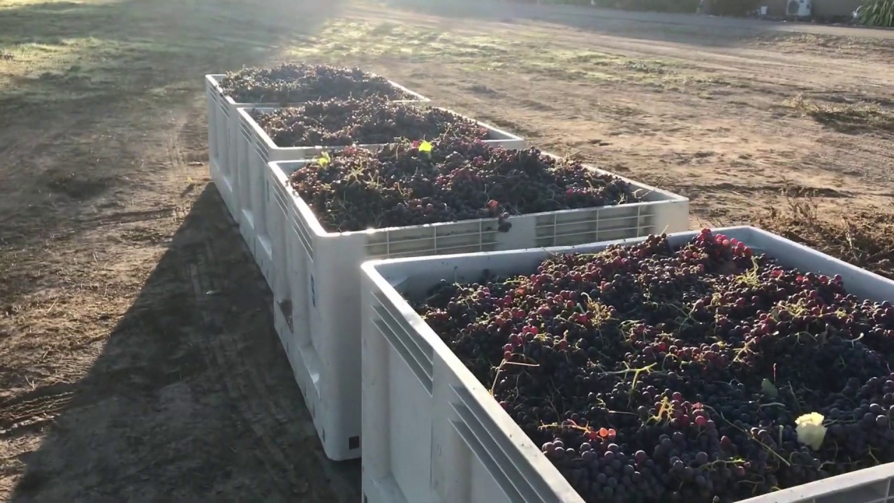 Mission grape harvest - California's oldest grape.