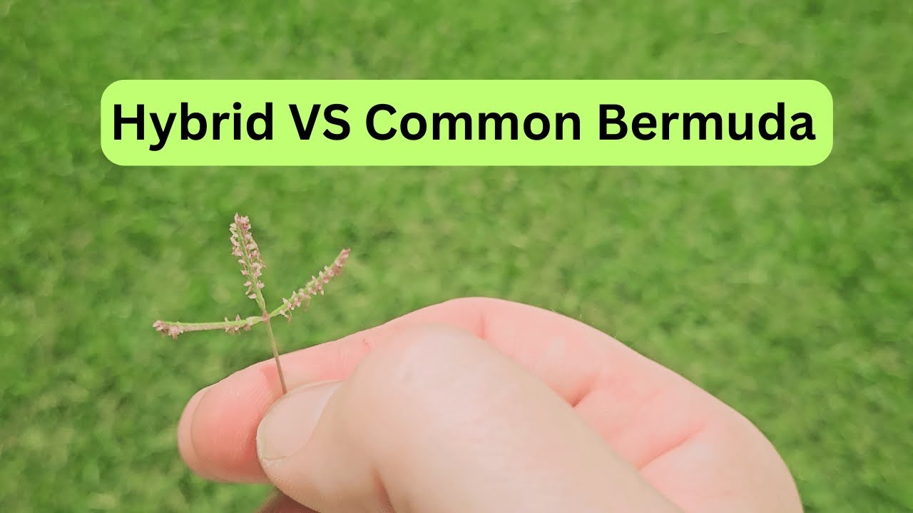 Hybrid vs Common Bermuda Grass Seed Heads // Can You Tell The Difference?