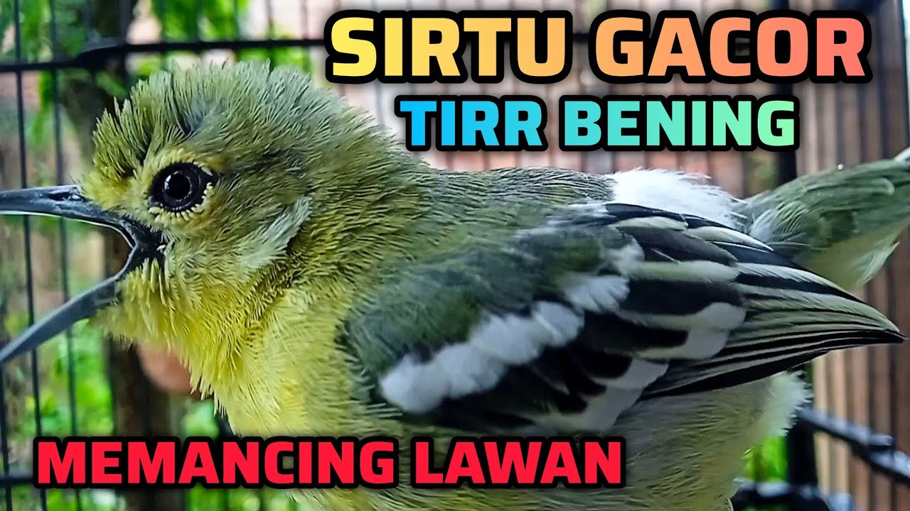 SIRTU GACOR TIR BENING MEMANCING SIRTU/CIPOW GACOR AGAR BUNYI NGENTIR