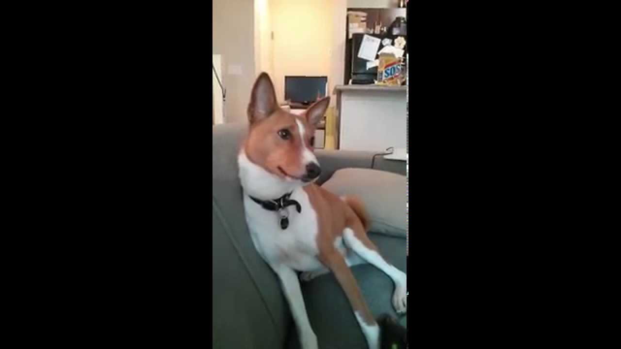 Basenji getting excited!