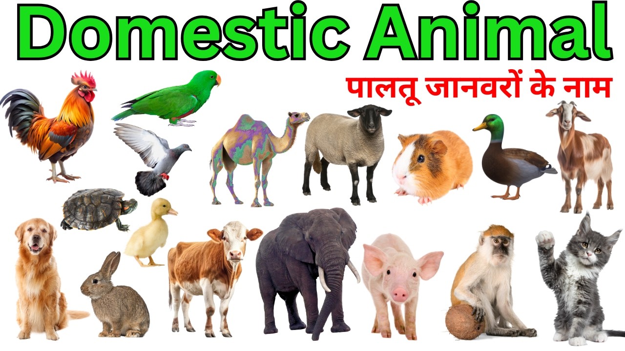 Domestic Animals Vocabulary ll 25 Domestic Animals Name In English With Pictures ll Domestic Animals
