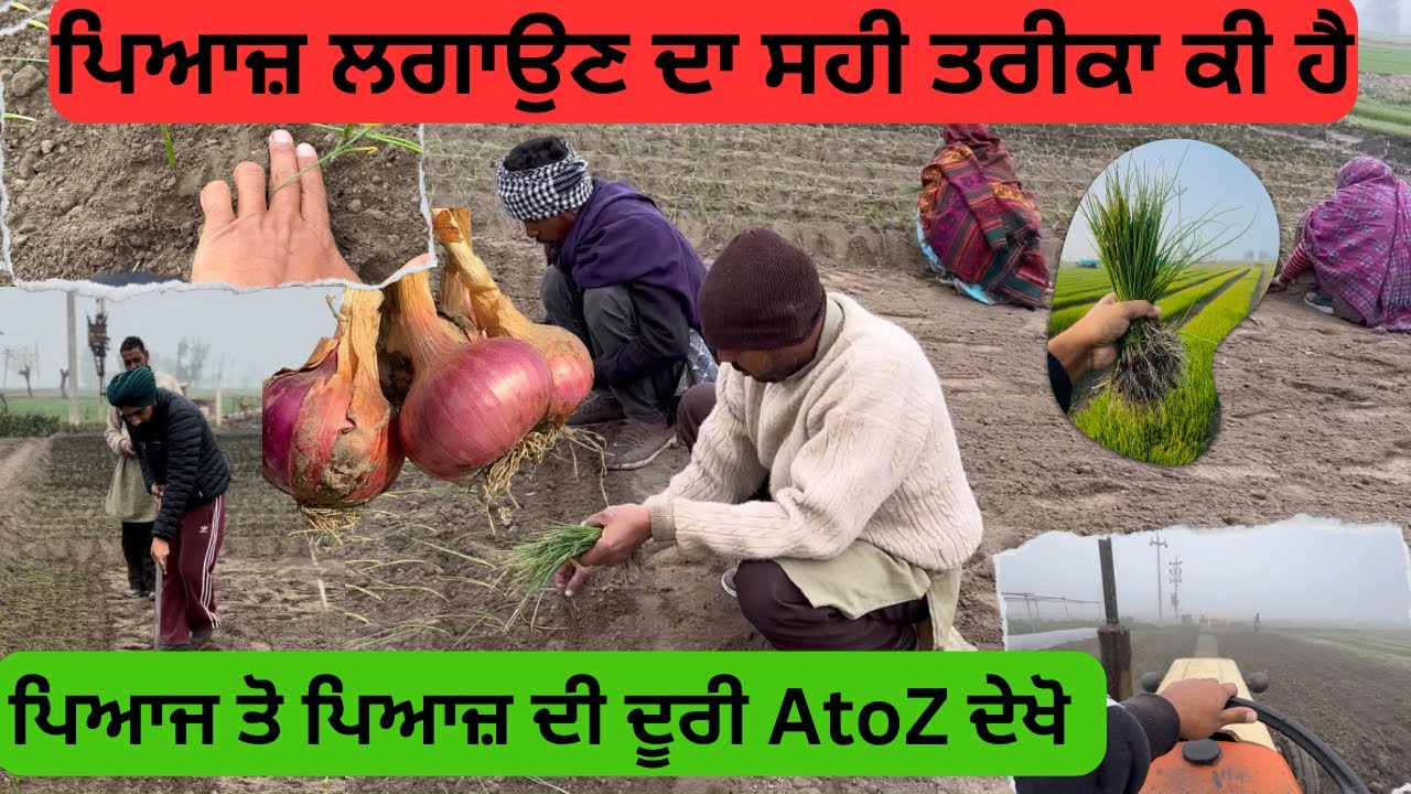 ਪਿਆਜ਼ ਇਸ ਤਰਾਂ ਲਾਵੋ, ਜੇ ਜ਼ਿਆਦਾ ਝਾੜ ਲੈਣਾ A to Z ਜਾਣਕਾਰੀ pyaj kaise ugaye onion farming #farming