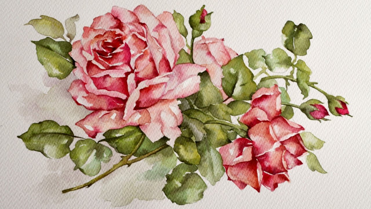 Beautiful Rose Watercolor Painting | Watercolor Illustration