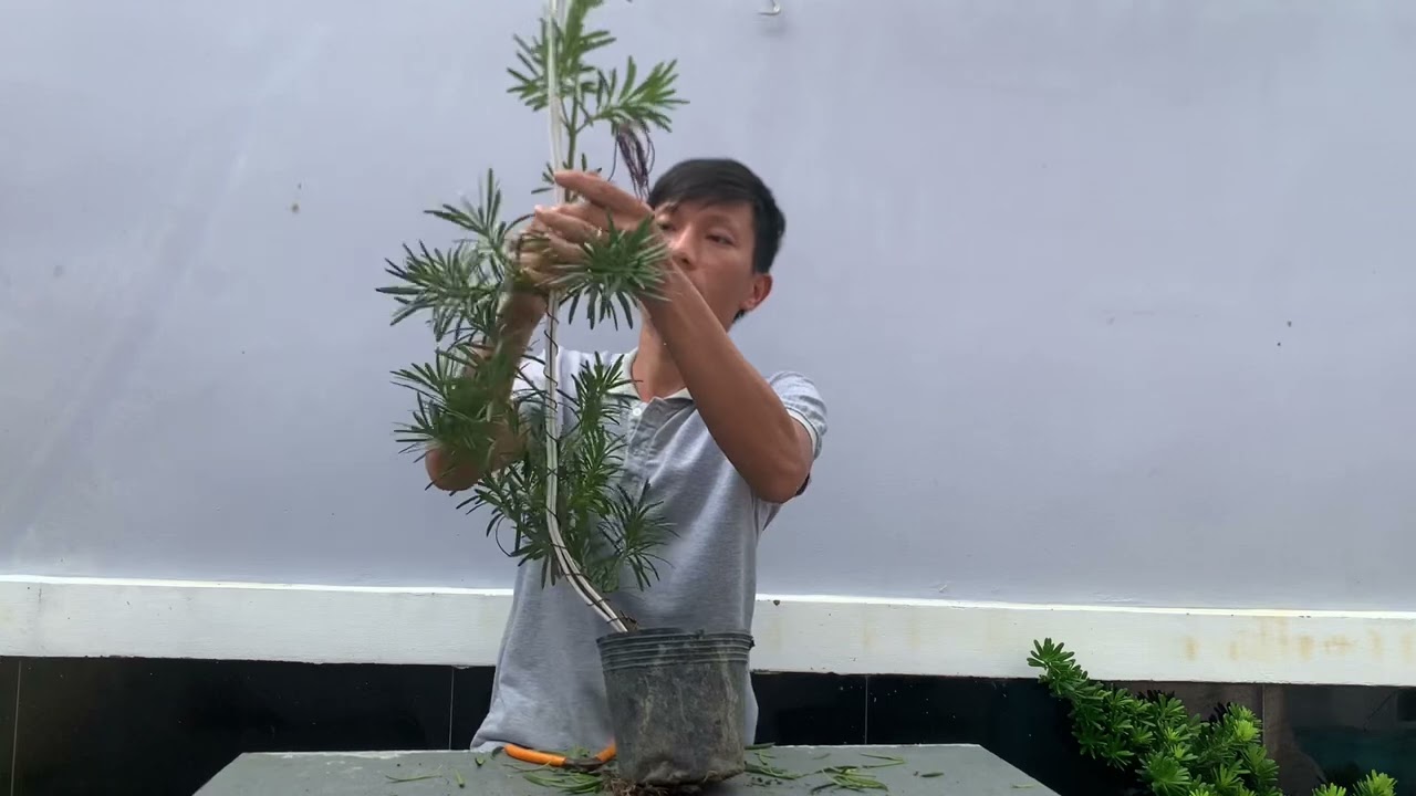 Tạo dáng long cho cây tùng la hán | Bonsai Tiền Giang