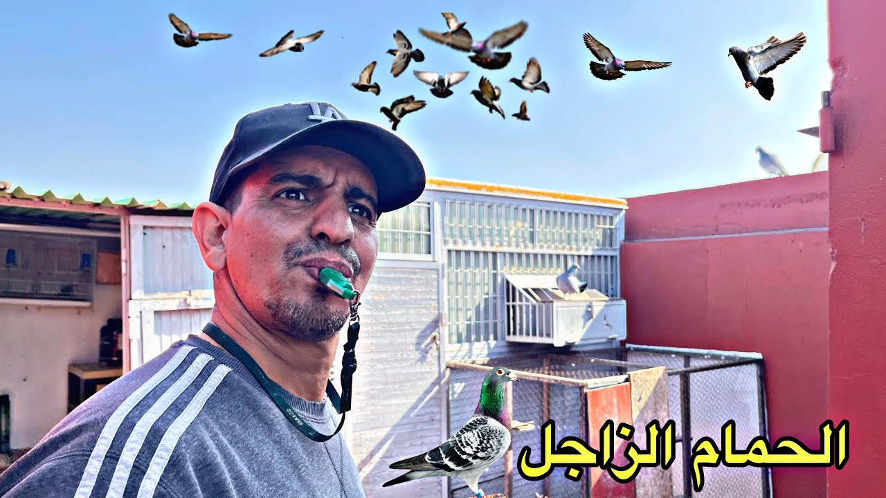 دخول الحمام من مسابقة اليوسفية 🕊️ أجواء حارة على الحمام الزاجل pigeon voyageur