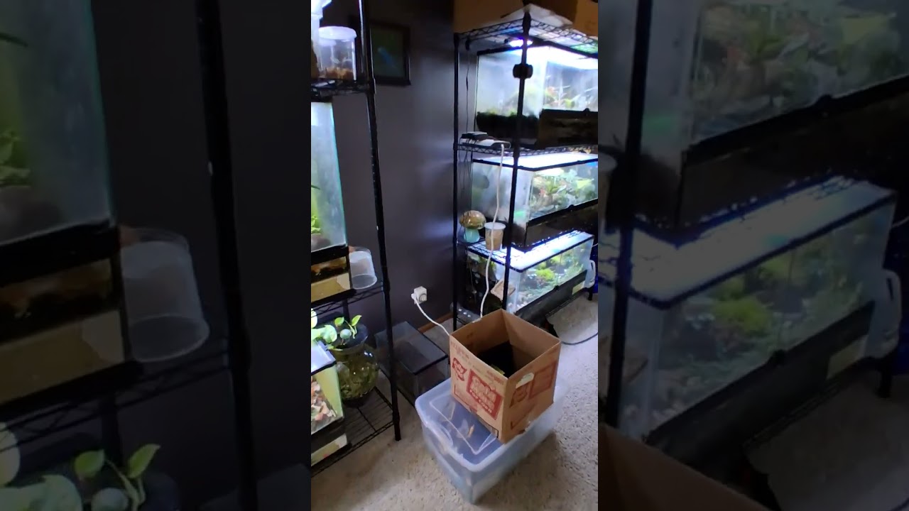 Frogs have 4 toes in front and 5 toes in back.