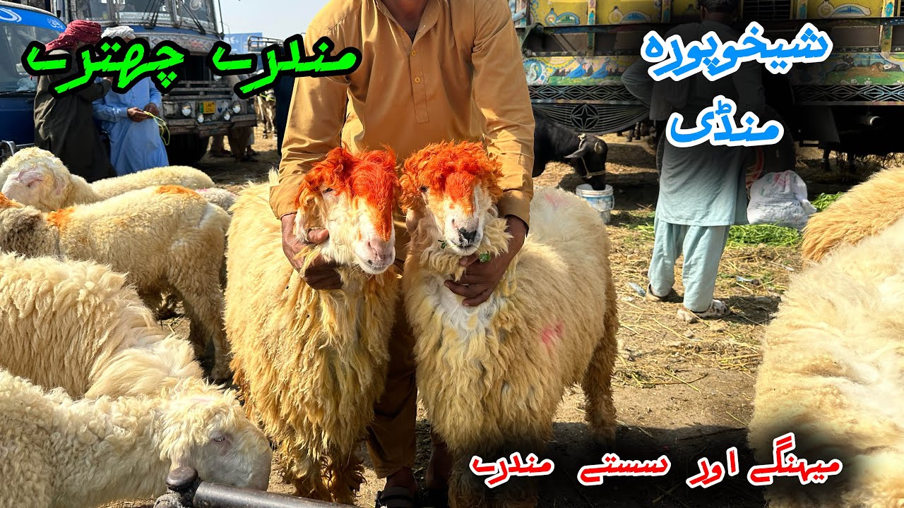 Chatra Mandi Sheikhupura | mundre chatre | saste bhi mehngy bhi 