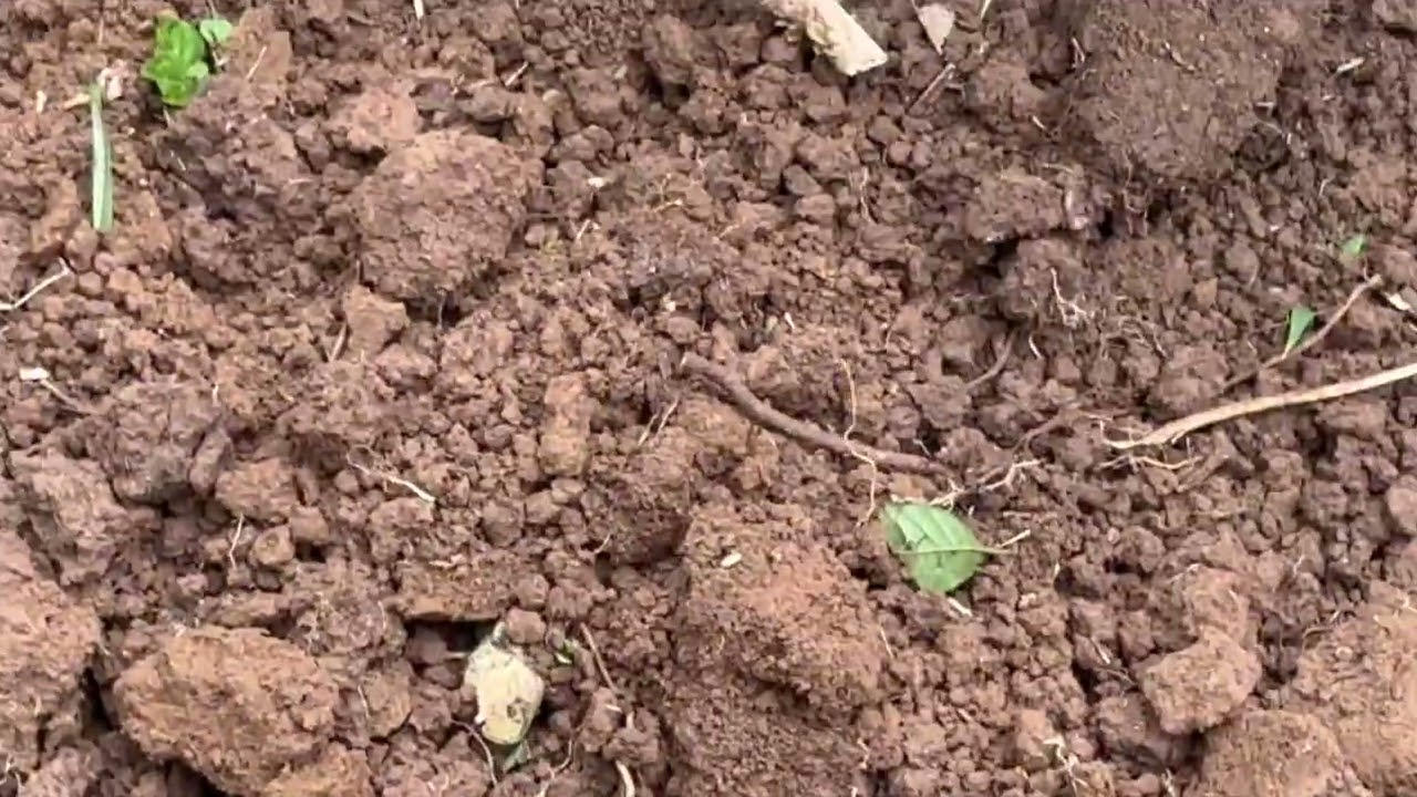 Cours très particulier avec la madré au champ : comment bien planter le manioc