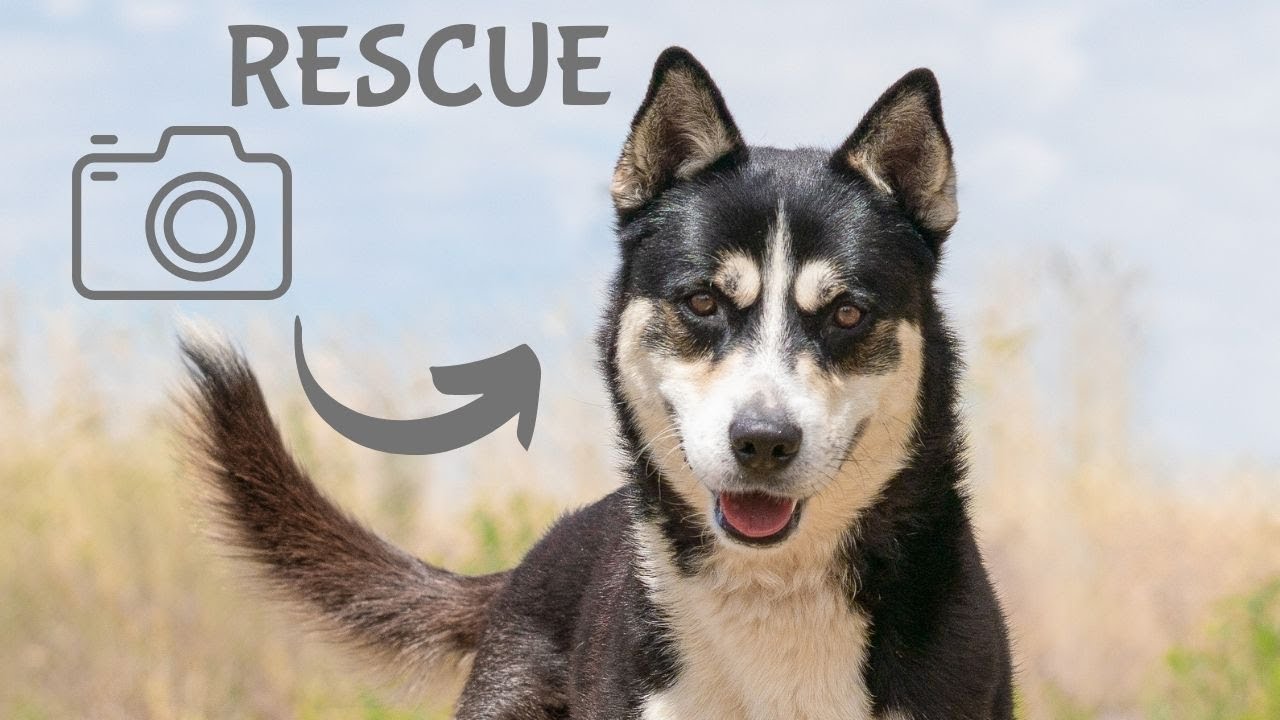 Animal Shelter Pet Photography Marathon