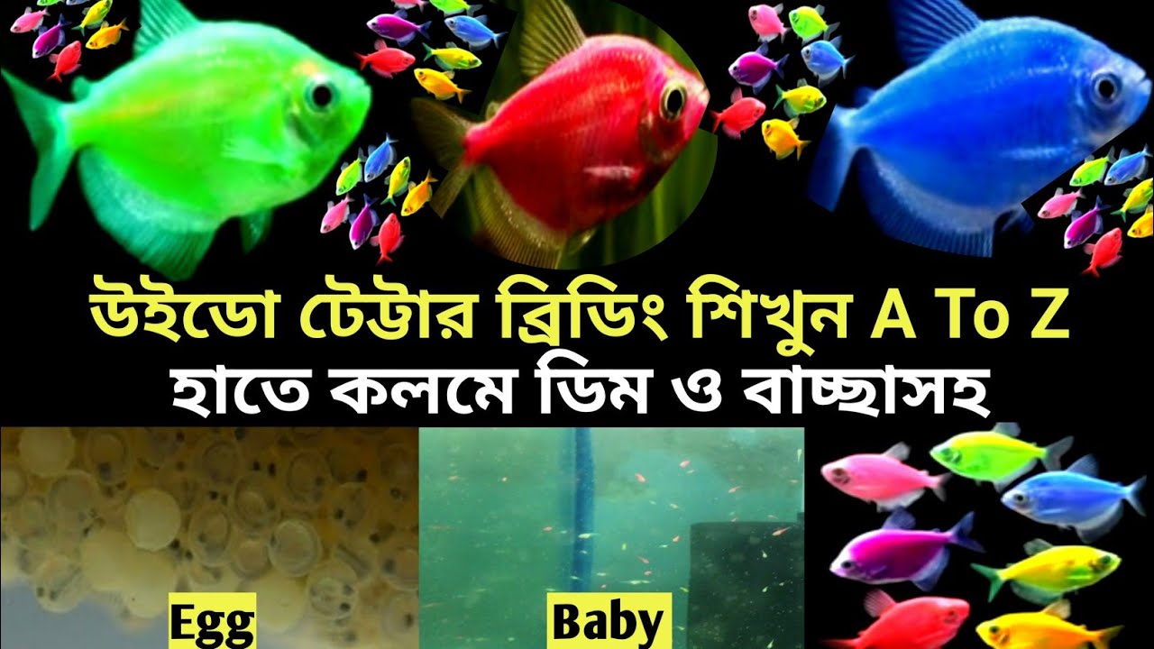 কালার উইডো টেট্টার ব্রিডিং শিখুন। A to z ডিম বাচ্চা সহ ভিডিও।