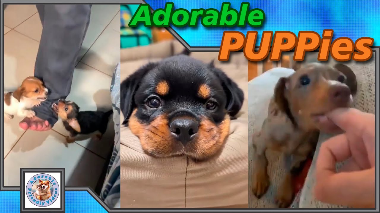 Compilation of adorable fluffy kittens and puppies, to make your day happy!